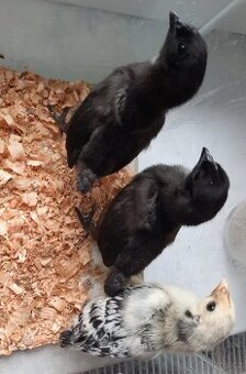 Kuřata Ayam Camam - 1