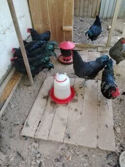 Prodám mladé vykrmené kohouty.