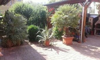 Agave