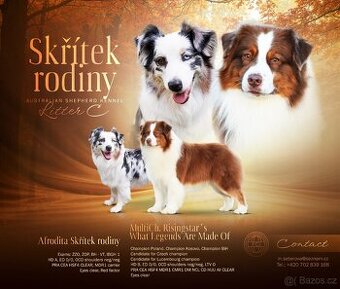 Australský ovčák s PP