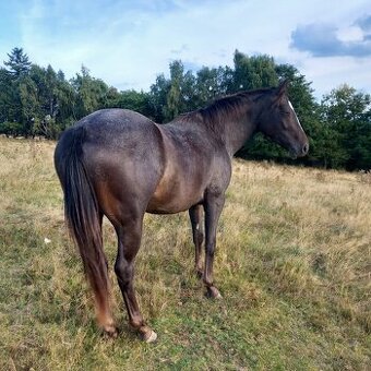 Klisna Appaloosa Horse
