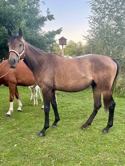 Klisna moravský teplokrevník