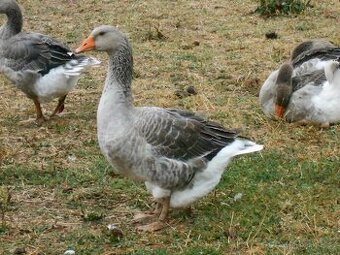 Prodám letošní landeské husy