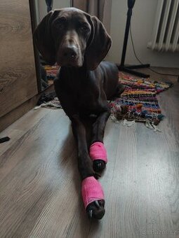 Německý ohař, fenka s PP