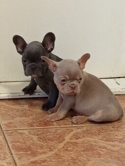 Francouzský buldoček