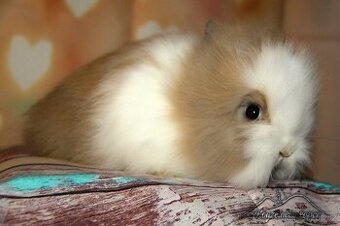 Zakrslý králíček Teddy s VP/samička YANNA_ doprava po ČR