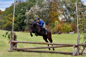 Charakterní kobyla do sportu