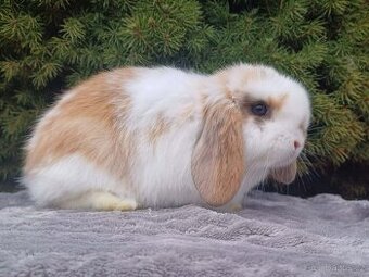 ★Poslední Volný Sameček Anglický Zakrslý Beránek MiniLop★