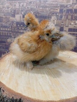 Hedvábnička velká vousatá EU - kuřátka