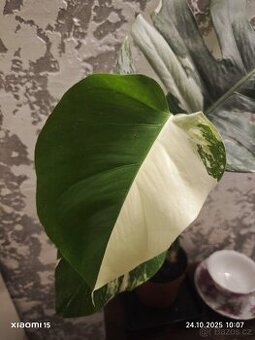 Monstera deliciosa alba