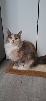 Mainská mývalí bez PP