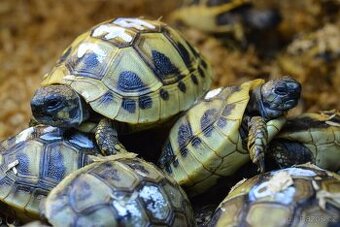 Malé želvy + vybavená terária