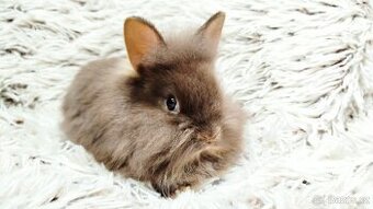 Zakrslý králík, králíček -(lvíček)-LINDA