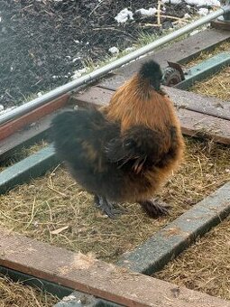 Kohoutek Hedvábničky