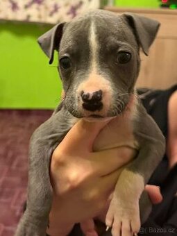 Stafordšírský bulteriér