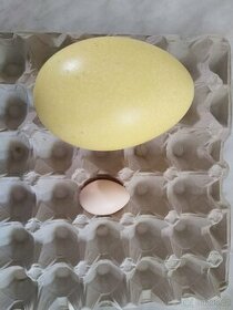 Pštorsí vejce - neoplozené, určeno ke konzumaci