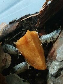 Stínky Isopods - 1