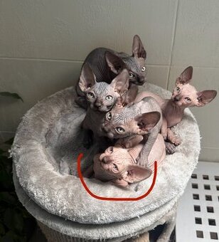 Kanadský sphynx- zrušena rezervace