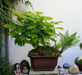 Javor mléč (Acer platanoides) bonsai