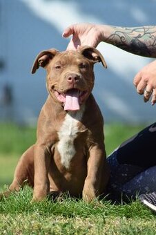 Fenka American Bully XL