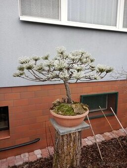 Borovice černá (Pinus nigra) bonsai