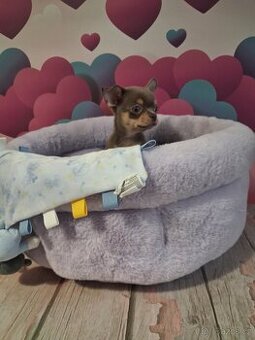 Chihuahua -lila pes