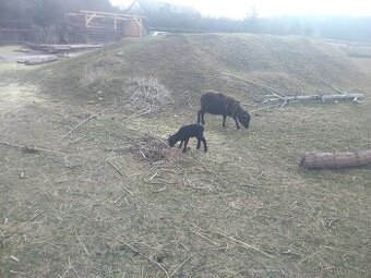 Ovce oussantska