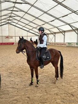 Prodám úžasného valacha Český sportovní pony,