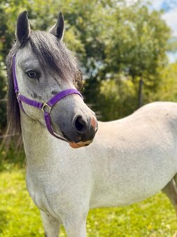 Welsh pony sekce A