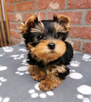Štěňata jorkšírský teriér (yorkshire terrier)