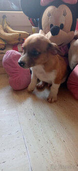 prodam stene krizence jack russell