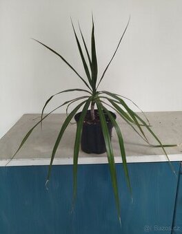 Pokojová květina DRACENA - 1