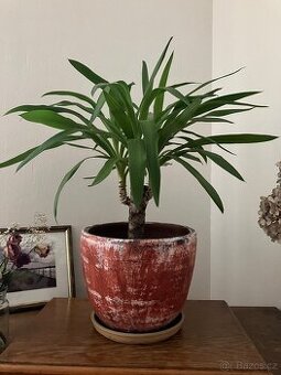 Juka 65cm vysoká