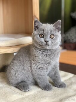 Exkluzivní britská koťátka v barvách modrá a lilac