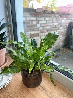 Microsorum musifolium Krokodýlí kapradina - 1