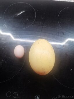 Prodám výfuky pštrosích vajec Nandu Pampový