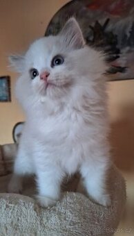 Nádherná koťátka s  pp