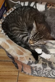 Koťátka od Mainské mývalí kočičky