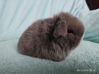 zakrslí beránci minilop