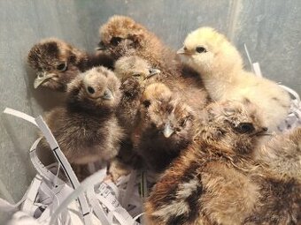 Hedvábnička velka vousatá- kuřata