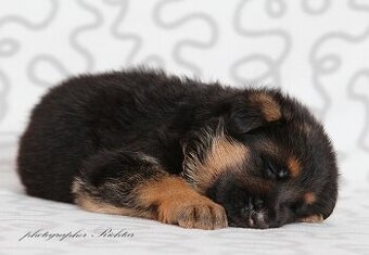 Štěně německý ovčák