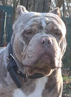 American bully pocket exotic-krytí