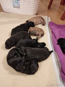 Štěňata křížence