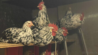 Prodám čisté kohouty vlašky Exchequer