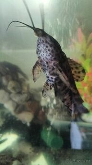 Pancéřníček kropenatý - 1