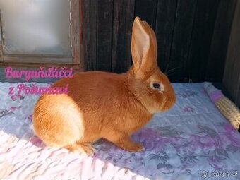 BURGUNDSKÝ králík s PP - SAMEČEK ja1b ⭐️⭐️⭐️
