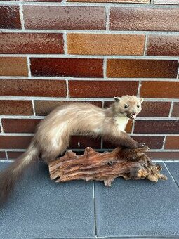 Kuna - preparace, vycpanina