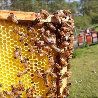 včelí oddělky,oddělek