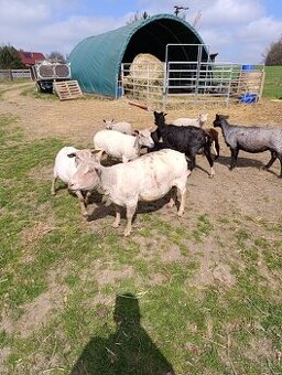 Ovce, jehňata a plemenný beran