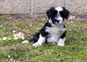 Tibetský teriér s PP - štěně, pejsek
